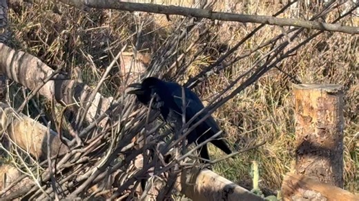 What does a crowing crow signifies? I was curious what it means when a crow calls out, and here is what I learned from the AI: For the farmers and villagers in the Bhutanese countryside, a crow's call is more than just a bird sound—it's a meaningful message from the world around them. They often see it as a sign or a little warning: it might mean a guest is about to arrive, or it could be a nudge from a local spirit or even an ancestor. The sound makes them pause and pay attention, reminding the