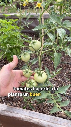 NATURAL FERTILIZER for TOMATOES! 🍅#vegetablegarden #garden #agriculture #tomatoes #fertilizer #al...