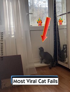 108K views · 359 reactions | Most Viral Cat Fails | La Guardia Cross | Facebook