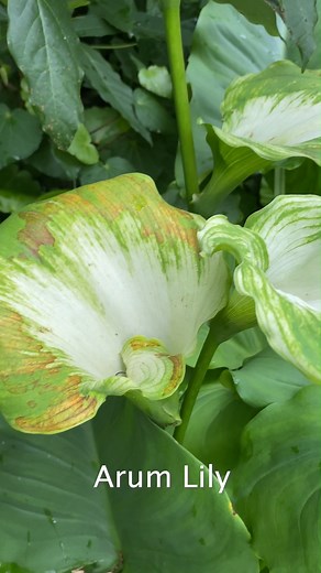 Elephant Ear and Arum Lily are the pest plant problems this week. They're easy to control and Dave's got the run-down on how to do it! | Toi Moana Bay of Plenty Regional Council