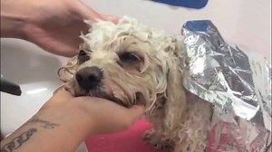 44 reactions · 4 comments | We took the opportunity to capture some of our adorable clients during their Spa visits! Many thanks to all these little stars for appearing in our video. And a big thank you to all our other wonderful canine clients and their pet parents for choosing pooch Dog Spa! We hope you enjoy the video as much as we enjoy treating all our fabulous pooches! | Pooch Dog Spa | Facebook