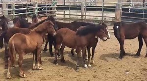 7.9K views · 64 reactions | ‪Save the Date! BLM Wild Horse & Burro Program adoption at Colusa County Fairgrounds on May 5-7 for mares, yearlings, geldings and filly's from U.S. Forest Service-Modoc National Forest Devil's Garden Territory and Bureau of Land Management - Nevada Owyhee Herd Management Area. ‬ See full adoption schedule → on.doi.gov/2iByqXD | Bureau of Land Management - California | Facebook