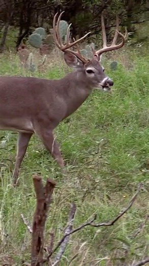 🚨 The bucks vanished..then everything flipped!