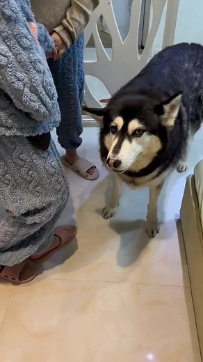 Erha I'm not color blind, don't try to fool me! 😄 #facebookviral #husky #funny #puppy | HKY Viral