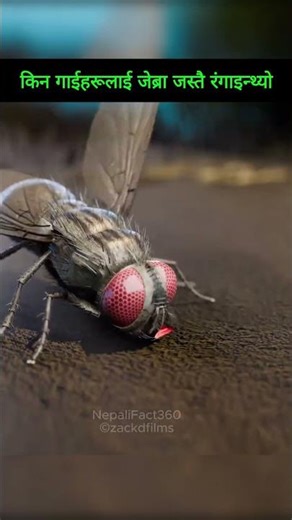 किन गाईहरूलाई जेब्रा जस्तै रंगाइन्थ्यो 🤔