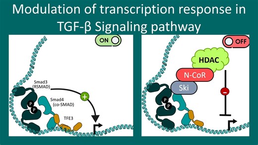 TGF-β 信号通路详解：完整机制、SMAD 级联反应及其生物学作用——细胞信号传导系列 - Animated biology With arpan