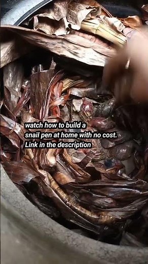 how to start Your back yard snail Farming. #Diy #snailshouse #snailfarming