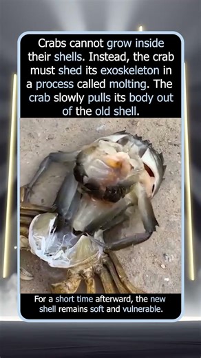 The Moment a Crab Molts