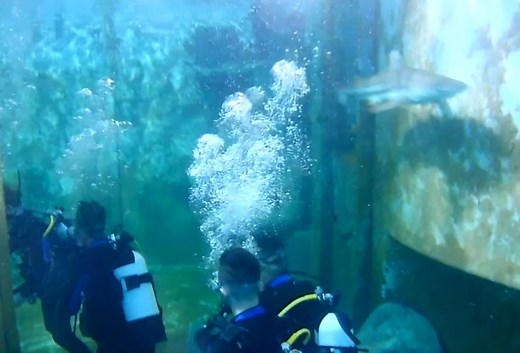 Watch our Dive at Bear Grylls Adventure - with 13 sharks!