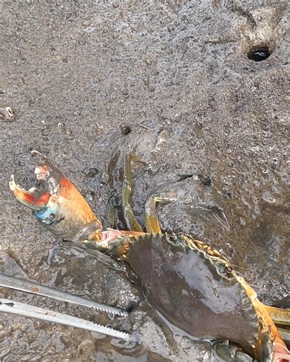 Catching Monster Mud Crabs by Hand in the Swamp After the Tide Falls! #SeaCrab #FishingSeaCrab #CatchCrab | Nit Lifestyle
