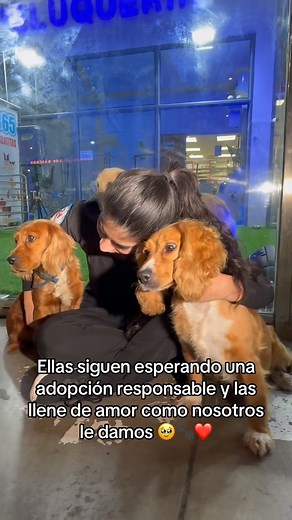 Contáctanos para más información de la adopción responsable de las cookers 🐾❤️🐶😱 #animalsurco24horas #macotasdetiktok #adopcionresponsable #cookers | Animal Surco