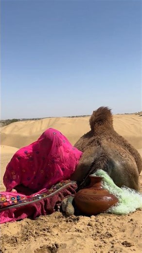 في موسم المطر! عروس تُهدئ جملها بطريقة مدهشة باستخدام إناء طيني 😍🐪🌧️