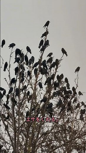 カラスに絶対エサをあげてはいけない理由