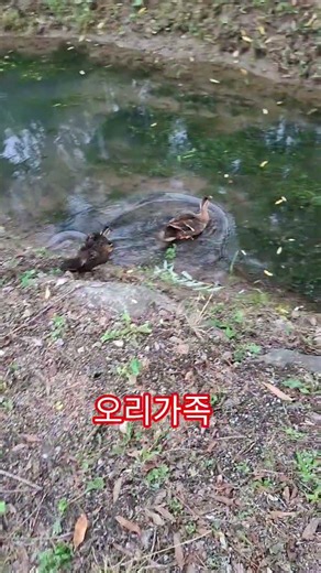 #오리가족 #평온한하루 #신복농장 #노루궁뎅이버섯 #해풍촌노루궁뎅이버섯 #금이버섯