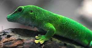 Madagascar day gecko , Phelsuma madagascariensis madagascariensis