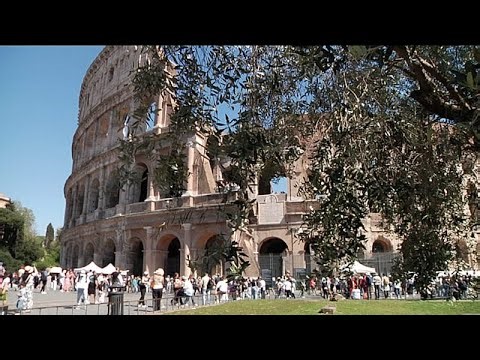 Raccolta delle olive al Colosseo: l’olio IGP che nasce tra le rovine e arriva dagli antichi Romani