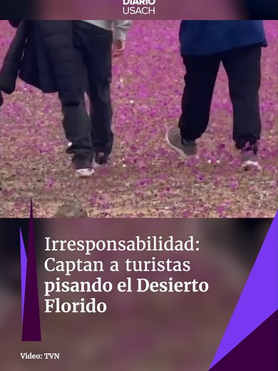 🟣El orgullo de Atacama, el Desierto Florido, ha estado en la palestra no sólo por la belleza del fenómeno. Sino que también por la irresponsabilidad de personas que, pese a la prohibición, caminan sin ningún cuidado por encima de las flores. 👣🪻Diferentes registros han captado a turistas realizando esta práctica en busca de la foto o video perfecto en el tramo que une las comunas de Copiapó y Vallenar. 📌Recordemos que cada tramo del Desierto Florido cuenta con senderos naturales para recorrer