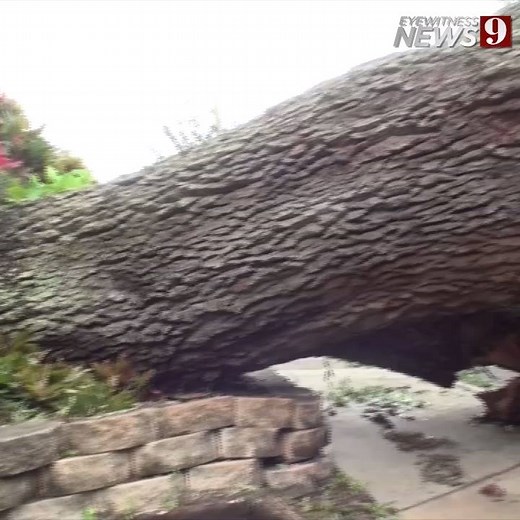 96K views · 375 reactions | If your tree falls in your neighbor's driveway, who pays for its removal? | WFTV Channel 9 | Facebook