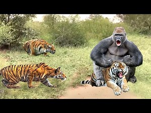 Unbelievable! Monkey Turns Tiger into His Pastime - Fierce Battle Between Monkeys Vs Tigers