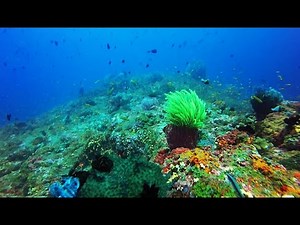 Scuba Diving in India, Andamans, Havelock Dixon's Pinnacle v1