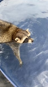 141K views · 8.6K reactions | Emmy Lou vs the bigger pool… so does this mean she is a swimmer now?  | Lugnut and Emmylou | Facebook