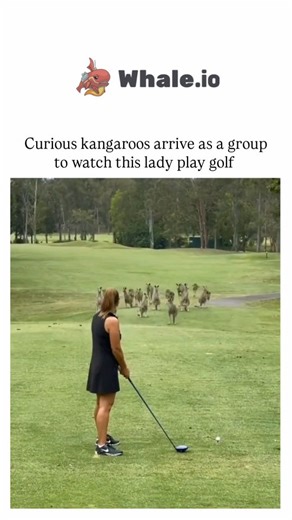 UNIVERSAL KNOWLEDGE on Instagram: "This 2021 video, reposted in October 2025, captures amateur golfer Wendy Powick at Arundel Hills Country Club on Australia's Gold Coast, where a mob of eastern grey kangaroos gathers curiously in the fairway to watch her tee off, reflecting common wildlife sightings in suburban fringes. Kangaroos display intentional curiosity towards humans, as shown in a 2020 Biology Letters study where wild individuals used gaze alternations to seek assistance, a behaviour pr