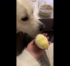 Labrador gently licks tiny chick in adorable moment in Hebei, China