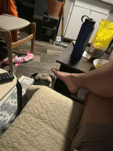 Things to Know If You Want a Pug: Playful Insights