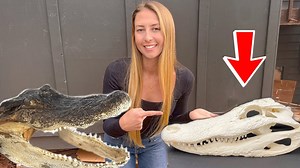 What most people get wrong about skull mounts