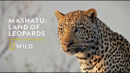 Wim & Mags Vorster | Photo Film Wild on Instagram: "“Mashatu, Land of Leopards” is a gripping new documentary that follows the fate of a leopard family impacted by climate change. This award-winning wildlife documentary, which was filmed over 3 years, is set entirely in Southern Africa’s Mashatu Game Reserve, 45 000 hectares of privately owned land in the conserved wilderness area known as the Northern Tuli Game Reserve. Mashatu is globally renowned for incredible landscapes, elephant herds and