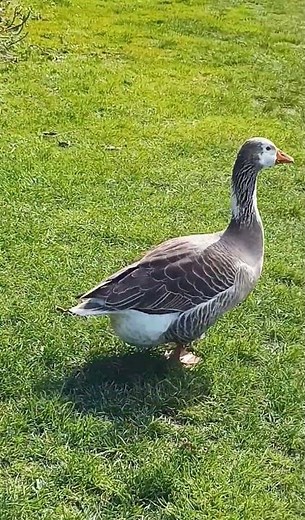 How does a goose 🦆 walk and run