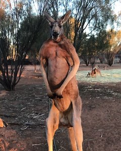 The Kangaroo Sanctuary 輦 on Instagram: "Monty is our stunning alpha male, and is telling me to get out of his territory. Monty sees me as competition because I am 2 metres (6ft 7). He is a bit taller than me when he stands upright. Monty is here with his mate Johanssen. As you can see Johanssen is much smaller so Monty sees him as a friend."