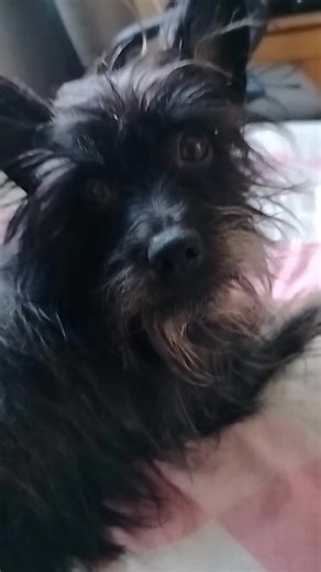 Filmy użytkownika Kacper Wiśniewski905 (@kacperexuwka) z muzyką Num Num Na Num Nam Na Num Na Num - Parry Gripp