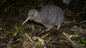 Kiwi : taille, description, biotope, habitat, reproduction