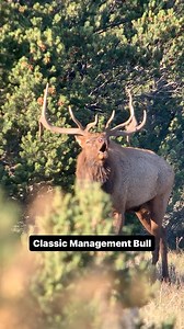 To me, this is a classic management bull. This is the type of bull if you’re trying to manage a herd that would be a perfect candidate. Has decent age notice the good hump on the back. Big mature body. This is a bull that already has age and should be showing better Antler characteristics than he is. Classic management bull. What do you think? Put comments below ⬇️ @mecham_hounds @aughtsixranch | Jay Scott Outdoors