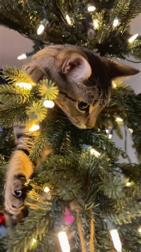 Cats cul 🇺🇸 on Instagram: "It's that time of year where Christmas ornaments break and the tree almost falls multiple times The chaos is all happening in the cutest way though 🎄"