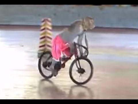 Monkey circus that is a very cool show for kids and adults