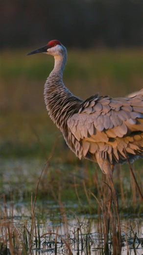 Sandhill Cranes Calls in Florida