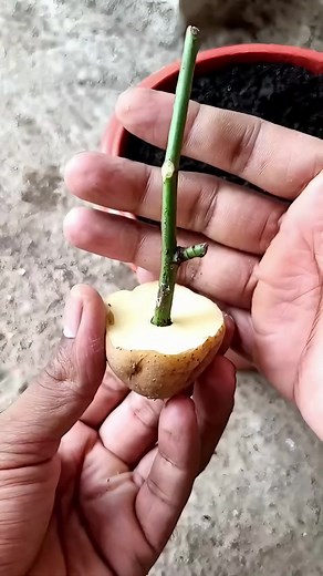 Growing Roses in Potatoes Explained