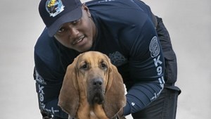 'So few that make it': Police K-9s prove mettle through training, tests of nerve