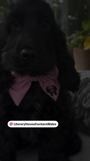 Charming Sailor Bow for Your Cocker Spaniel