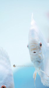 Hallo 👋, Der Sommer ist leider vorbei, aber auch im Herbst haben wir Tolle Neue Diskus-Farben, die hoffentlich euer Wohnzimmer mit Wärme erfüllen werden.☀️🐠 Falls Sie uns besuchen kommen möchten, um Ihre Diskusfische persönlich zu selektieren, so können Sie ganz einfach einen Termin mit mir vereinbaren, oder wie gewohnt ganz bequem über unseren Online Shop unter folgendem Link bestellen ( https://europadiscuscenter.de/produkt-kategorie/diskusfische/). Für weitere Fragen stehe ich Ihnen gerne z