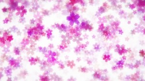 clip-1067209375-looping-cherry-blossom-background-video