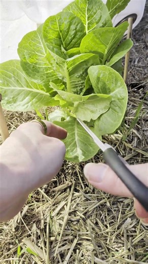 before you pull it out...can you continually harvest your lettuce?