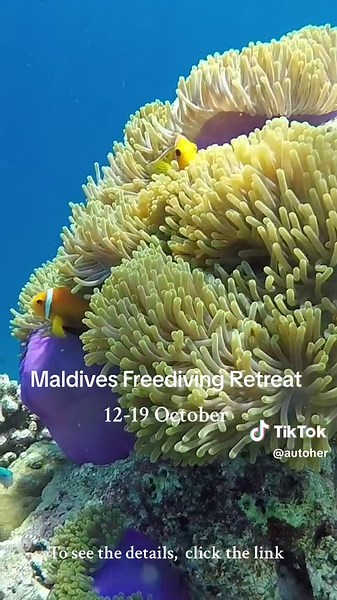 A 7- day freediving adventure in the Maldives with Ismail Nasheed, the deepest maldivian freediver. Improve your freediving skills in one of the most beautiful places and explore the breathtaking underwater world like never before. https://linktr.ee/somewhere.retreats?utm_source=linktree_profile_share&ltsid=71d8a7d9-b4f6-4eba-b689-ec8ab736eb39 #freediving #retreat #yoga #marine #marinelife #snorkeling #adventure #explore #trip #expedition #maldives #ocean #oceanvibes
