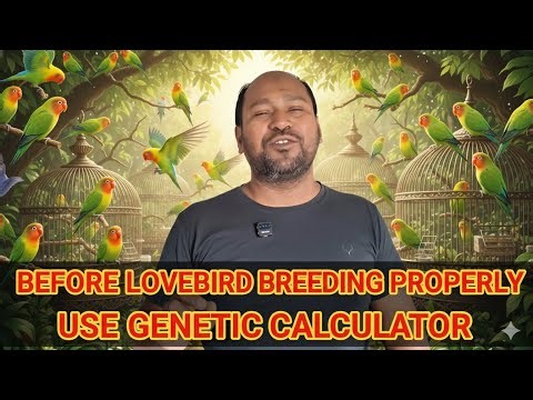 Lovebird Baby Color Prediction | Genetic Calculator