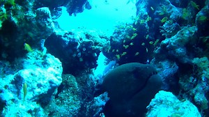 3.7K views · 79 reactions | Good evening my dear friends .. Giant...