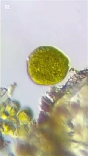 Yesterday I found a very interesting euglenoid algae in the swampy water.