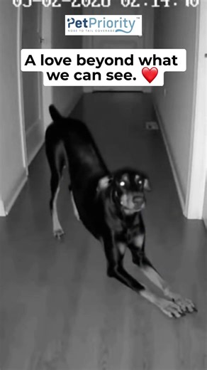 My Dog Acts Like Someone Else Is Here #shorts #spooky #dogs