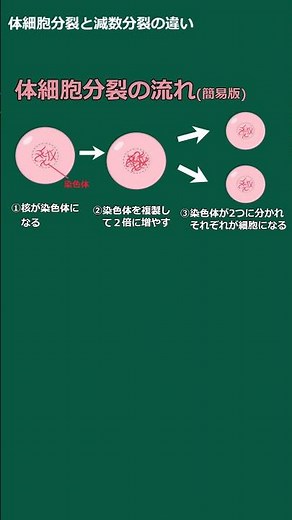 A slow explanation of middle school science: The process and types of cell division #somatic cell...